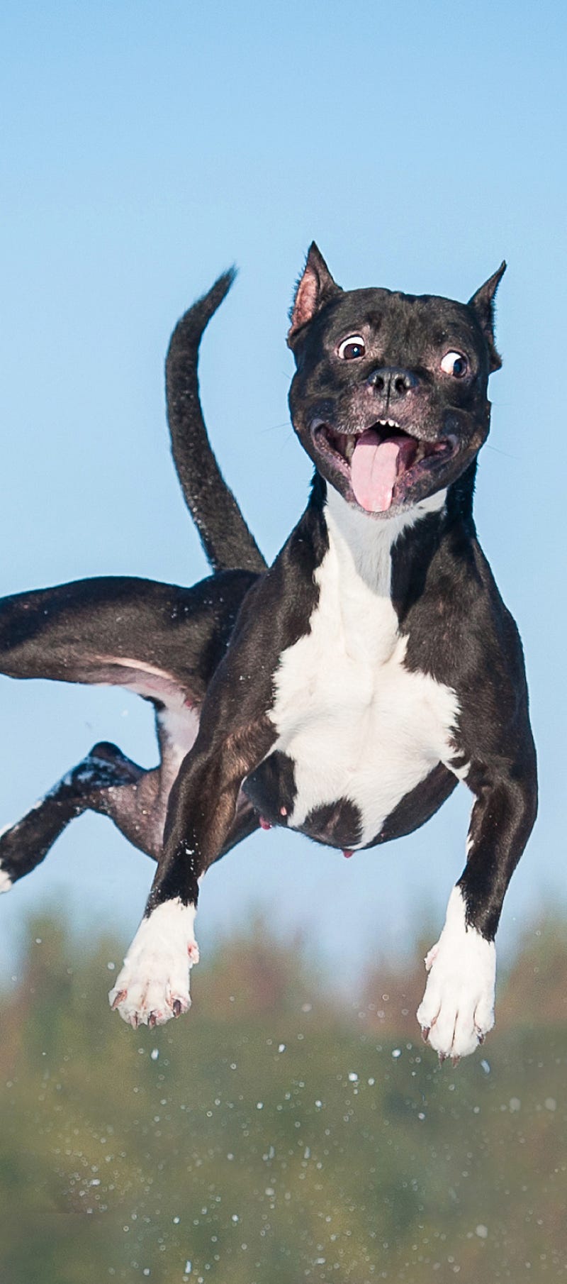 cours chien agressif aix