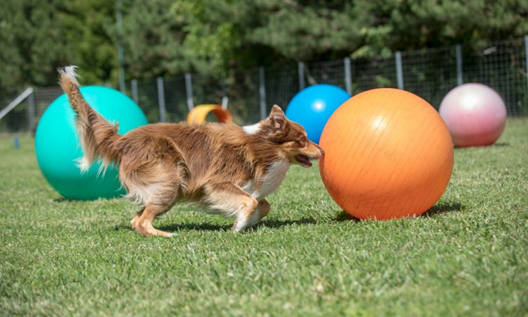 formation chien aix