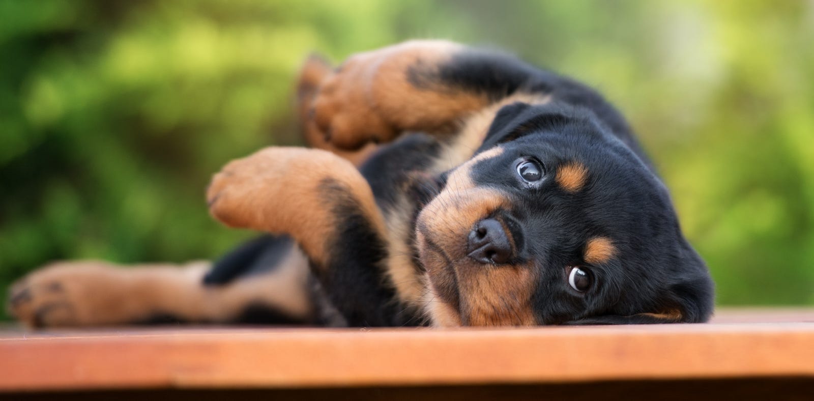 formation chien bouches du rhones