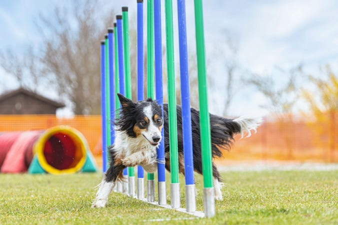 treiball chien puyricard