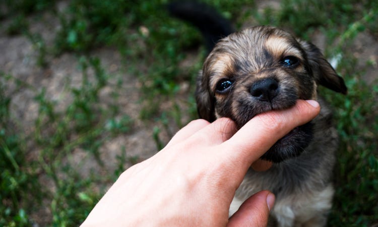 educateur chien puyricard