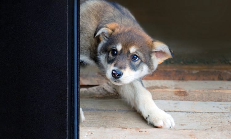 comportementaliste canin aix en provence