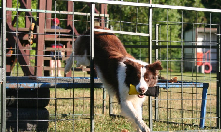 balades groupes chiens aix