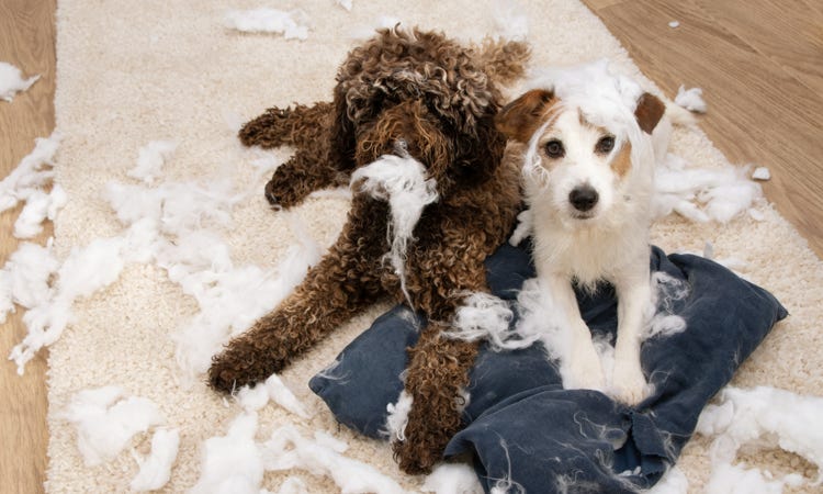 educateur chien venelles