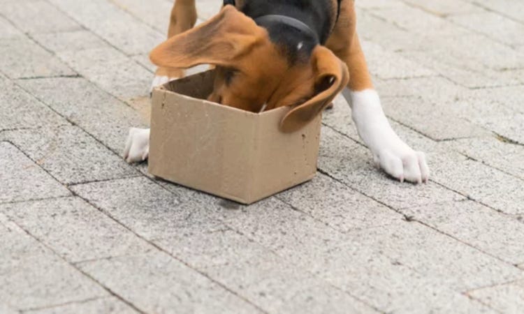 dresser chien pertuis