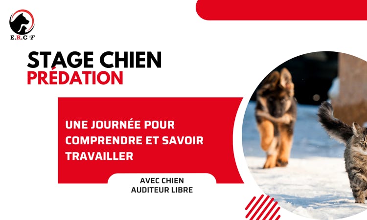 comportementaliste canin aix en provence