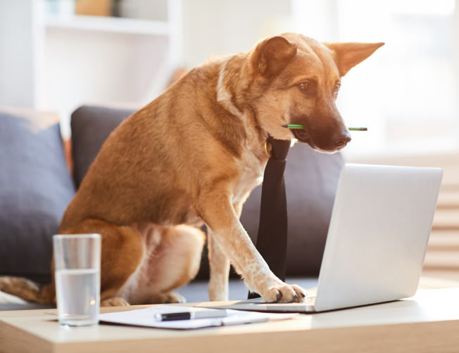 permis détention chien catégorie